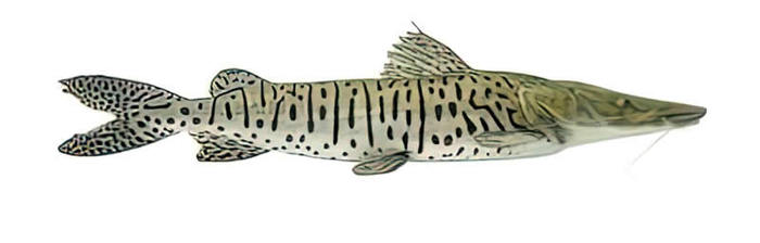 Bagre Rayado Bagre Rayado entero eviscerado 3 1 - TRASAF S.A.S. Bagre Rayado - Image 2