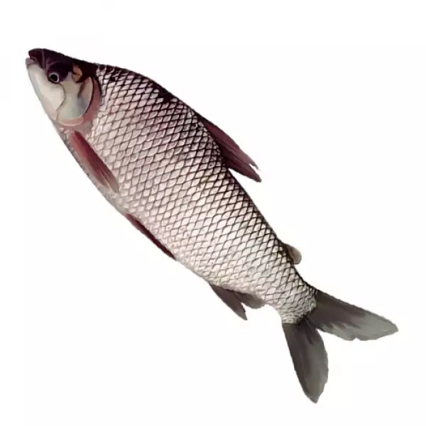 Bocachico o Sábalo Bocachico o sabalo entero eviscerado 3 - TRASAF S.A.S. Bocachico o Sábalo