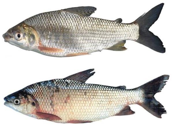 Bocachico o Sábalo Bocachico o sabalo entero eviscerado - TRASAF S.A.S. Bocachico o Sábalo - Image 2