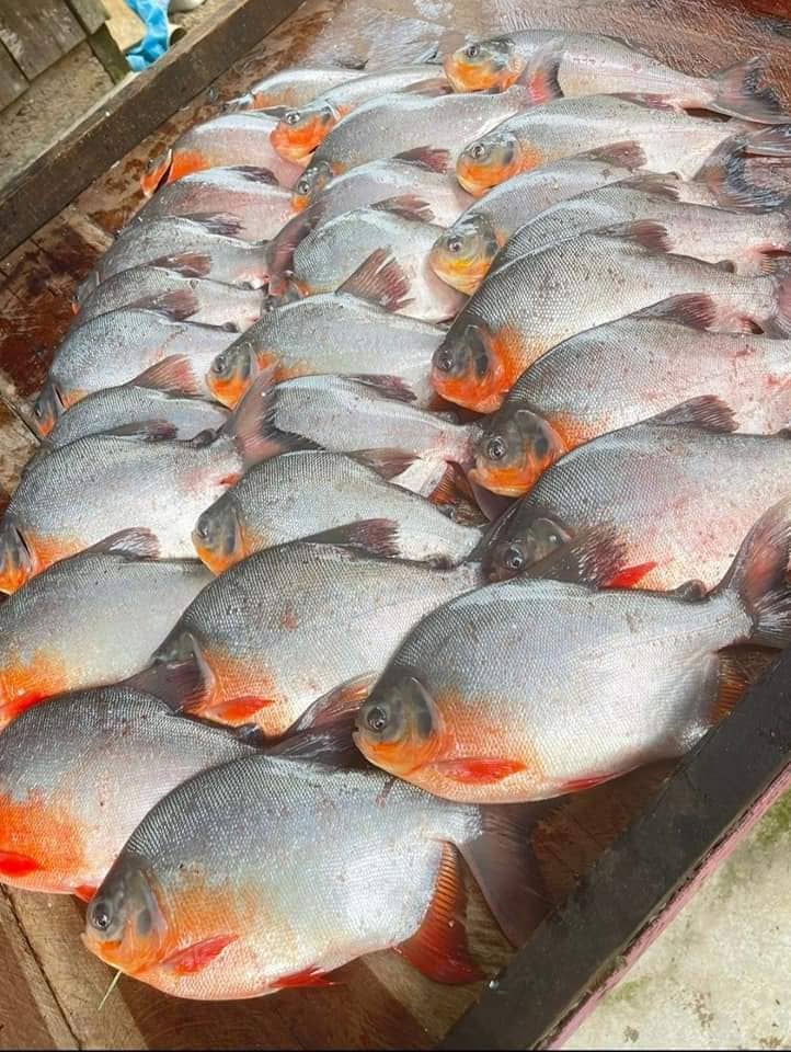 Cachama Cachama entera eviscerada 2 - TRASAF S.A.S. Cachama - Image 2