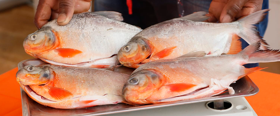 Cachama Cachama entera eviscerada 3 - TRASAF S.A.S. Cachama - Image 4