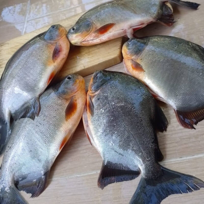 Cachama Cachama entera eviscerada 4 - TRASAF S.A.S. Cachama - Image 3