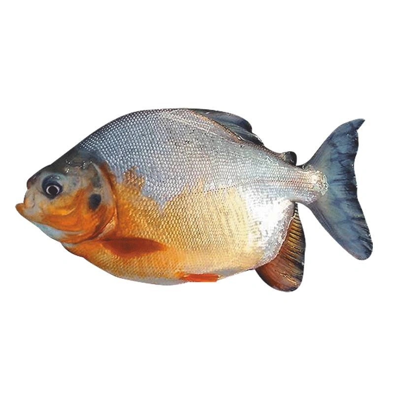 Cachama Cachama entera eviscerada - TRASAF S.A.S. Cachama