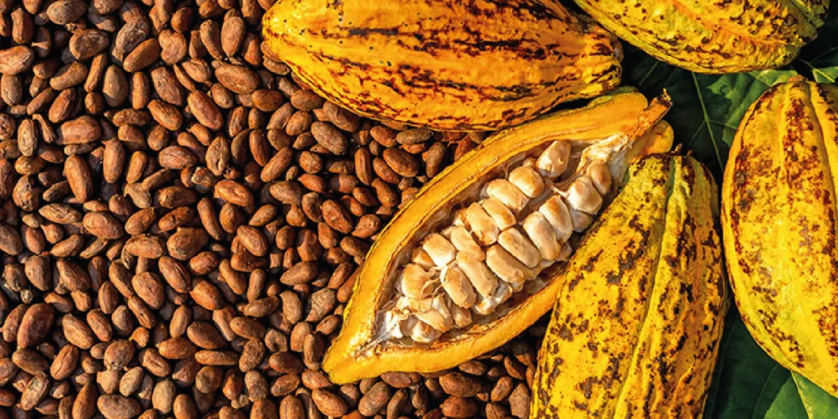 Cacao en grano / Fino de Aroma - Image 3