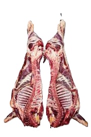 Media canal Media canal de res 1 - TRASAF S.A.S. Media canal - Image 2