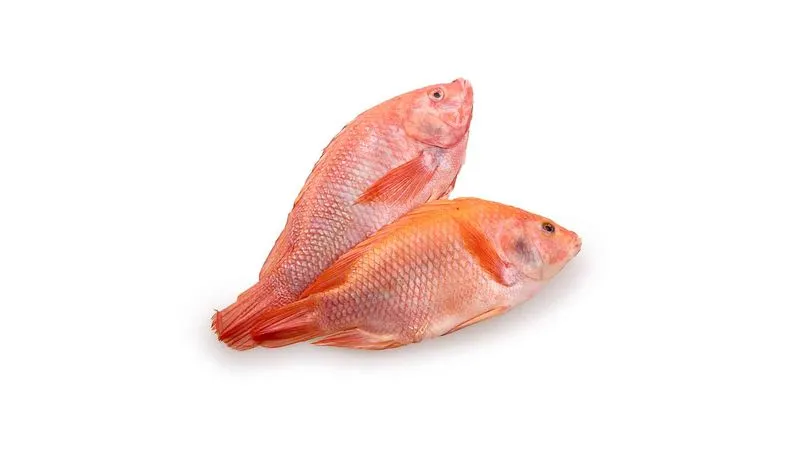 Tilapia o Mojarra Roja Mojarra Roja entera eviscerada - TRASAF S.A.S. Tilapia o Mojarra Roja - Image 3