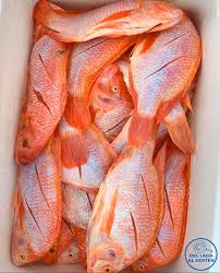Tilapia o Mojarra Roja Mojarra Tilapia Roja 4 - TRASAF S.A.S. Tilapia o Mojarra Roja - Image 4