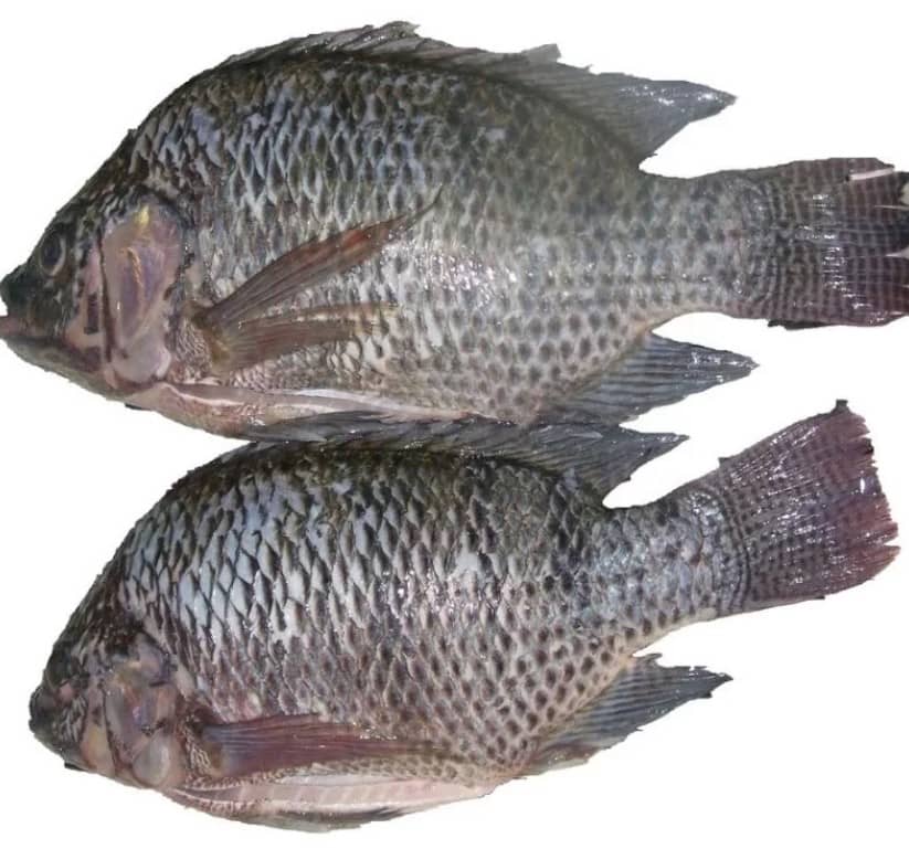 Mojarra Negra o Plateada Mojarra negra entera eviscerada 2 - TRASAF S.A.S. Mojarra Negra o Plateada - Image 2