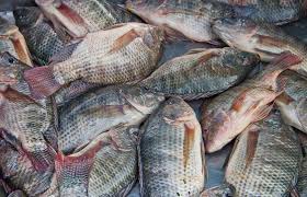 Mojarra Negra o Plateada Mojarra negra entera eviscerada 5 - TRASAF S.A.S. Mojarra Negra o Plateada - Image 3