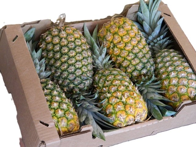 Piña miel MD-2 – Golden Sweet - Trasaf s.a.s
