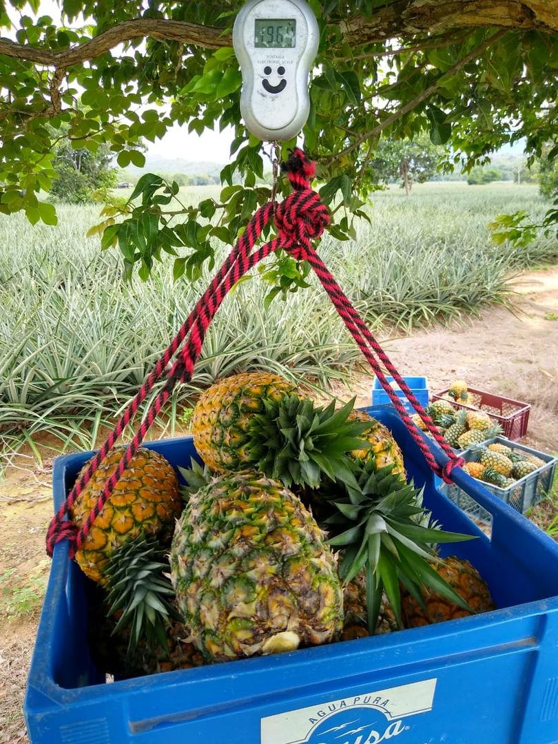 Piña miel MD-2 – Golden Sweet - Trasaf s.a.s