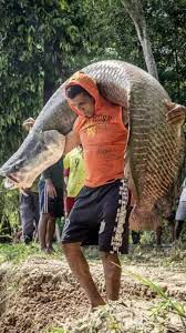 Pirarucú en Filete Conserva o Congelado Pirarucu en Filete Conserva o Congelado - TRASAF S.A.S. Pirarucú en Filete Conserva o Congelado - Image 6