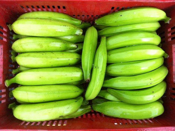 Plátano Dominico Hartón Platano Dominico Harton 5 - TRASAF S.A.S. Plátano Dominico Hartón - Image 6