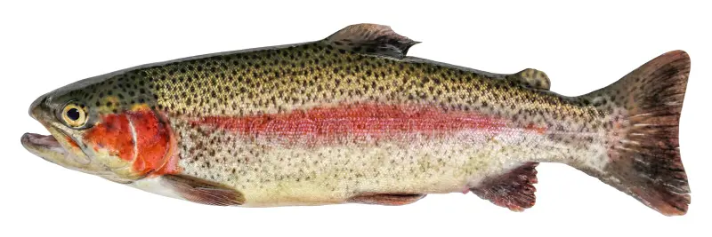 Trucha Arcoíris Trucha Arcoiris entera eviscerada 5 - TRASAF S.A.S. Trucha Arcoíris - Image 5